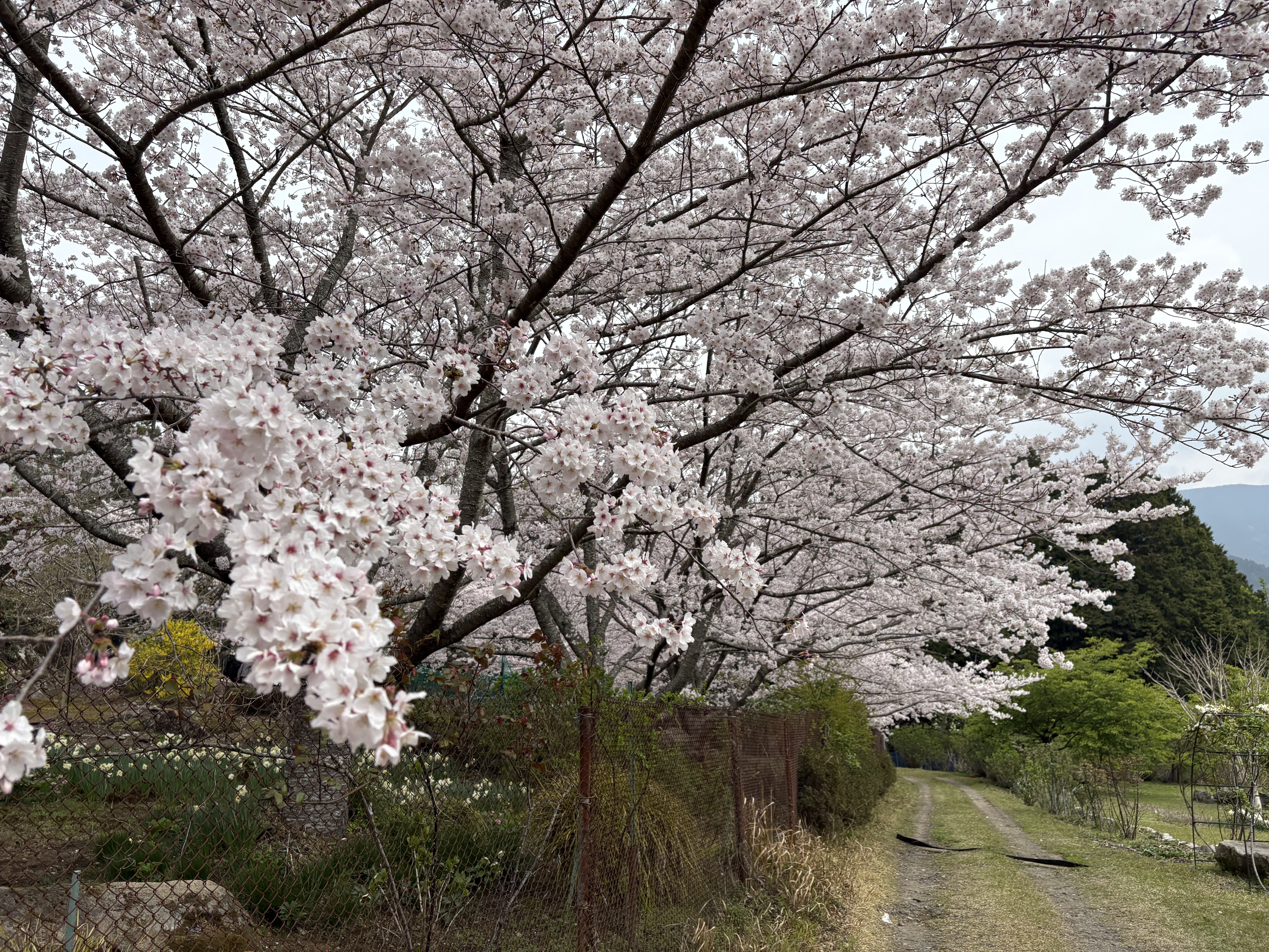 桜とジャズが織りなす、組子細工の美しい世界