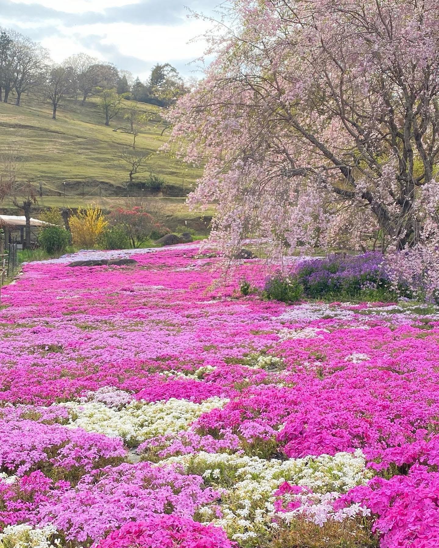 音楽と桜、職人の技が織りなす特別な春の体験