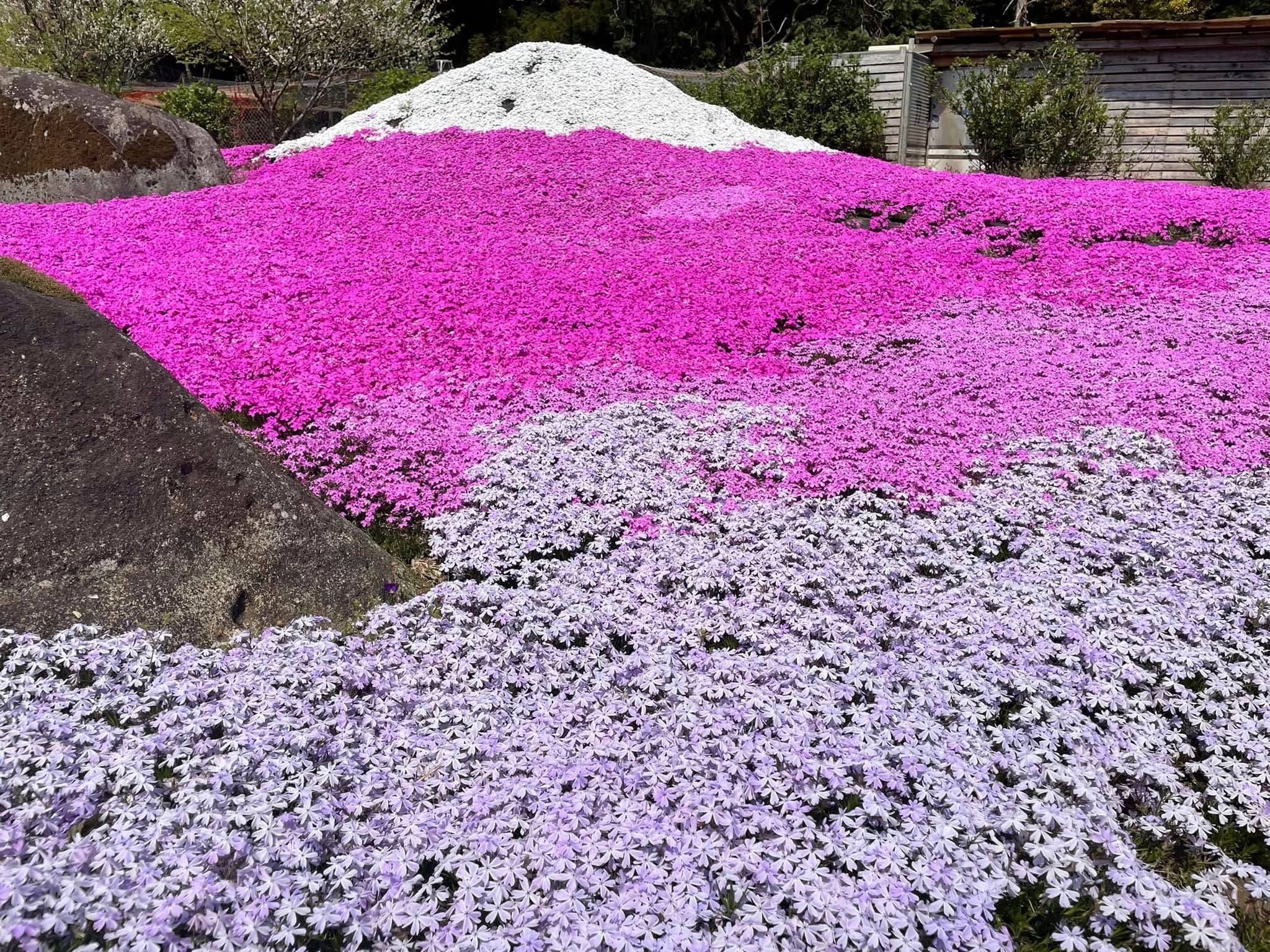 桜の名所を巡る特別なひととき
